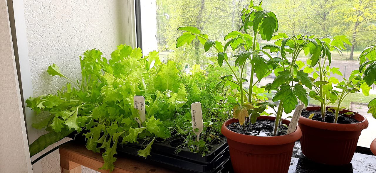 Plants for the school garden