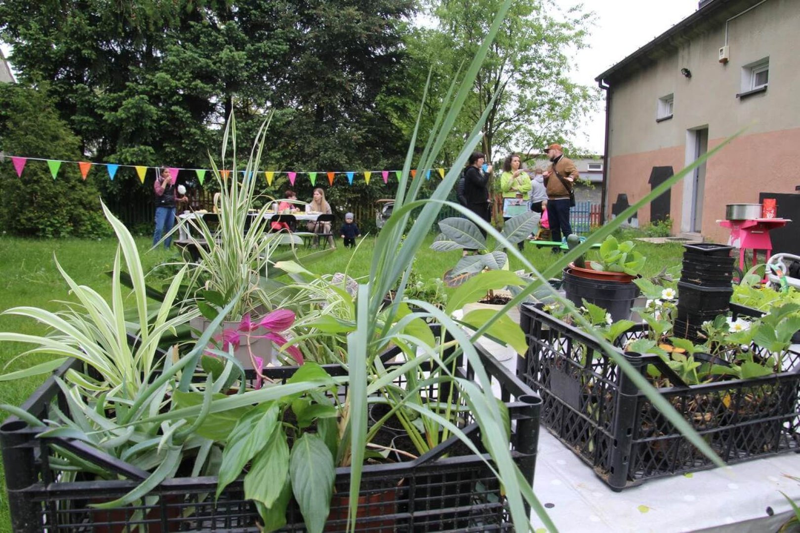 Exchange plants in the community garden.