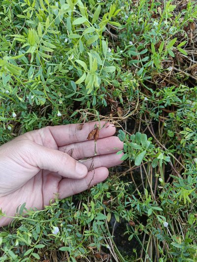 Lentil plants