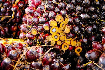 Palm oil plant