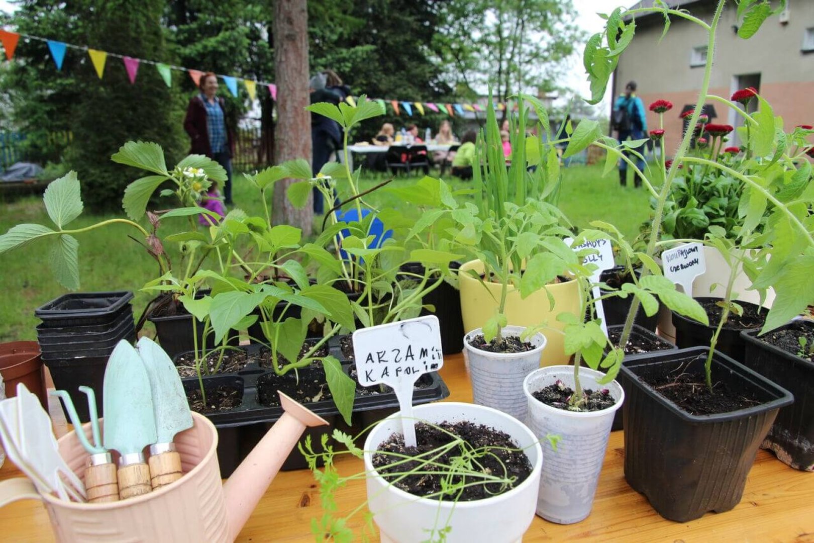 Young plants on the community garden.